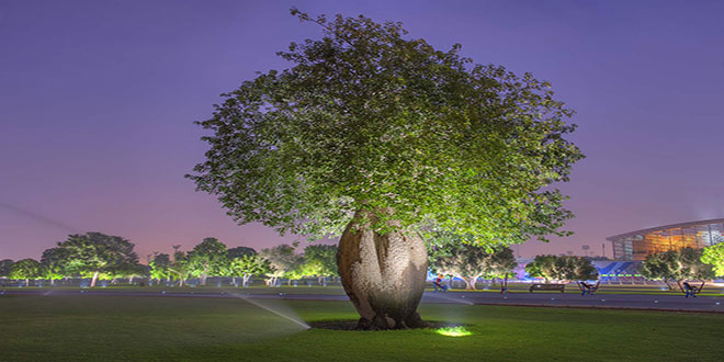Milli Parkda Çorisia Baobab ağacı
