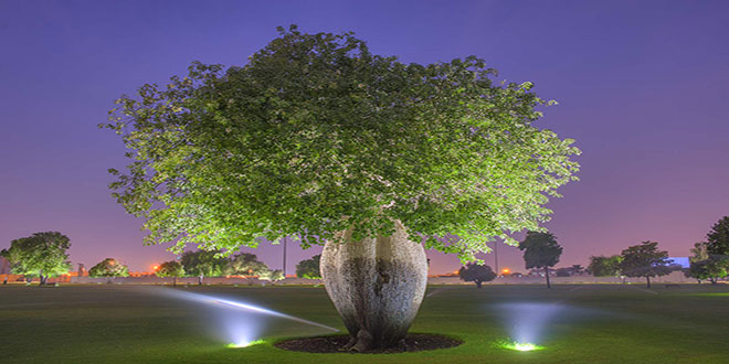 Milli Parkda Çorisia Baobab ağacı