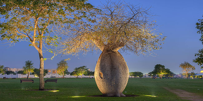 Bulvarda Çorisia Baobab ağacı