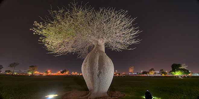 Bulvarda Çorisia Baobab ağacı