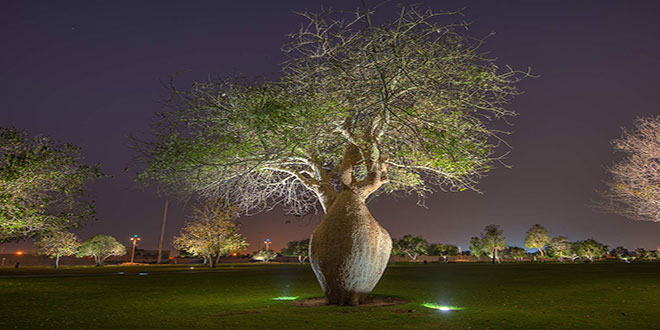 Bulvarda Çorisia Baobab ağacı