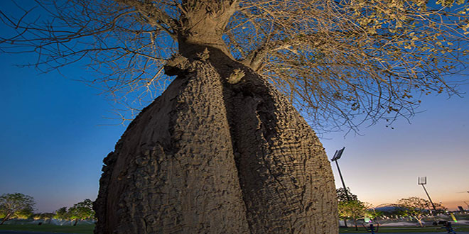 Bulvarda Çorisia Baobab ağacı