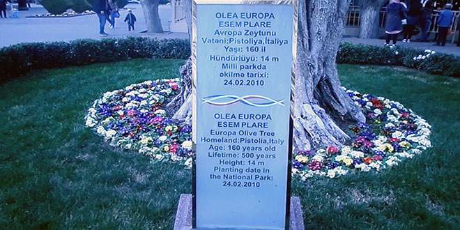 Milli Parkda Avropa zeytunu ağacı