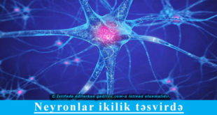 Neyronlar ikilik təsvirdə