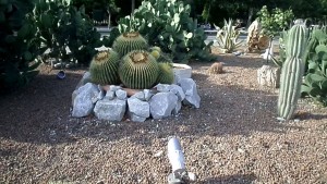Milli Parkda kaktuslar ekzotik görüntüsü
