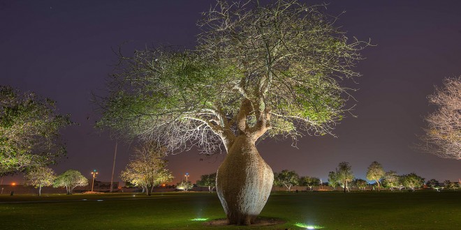 Bulvarda Çorisia Baobab ağacı