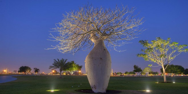 Milli Parkda Çorisia Baobab ağacı
