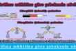 Ötürülmə mühitinə görə şəbəkənin növləri