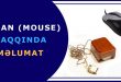 Siçan (mouse) haqqında məlumat