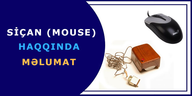 Siçan (mouse) haqqında məlumat